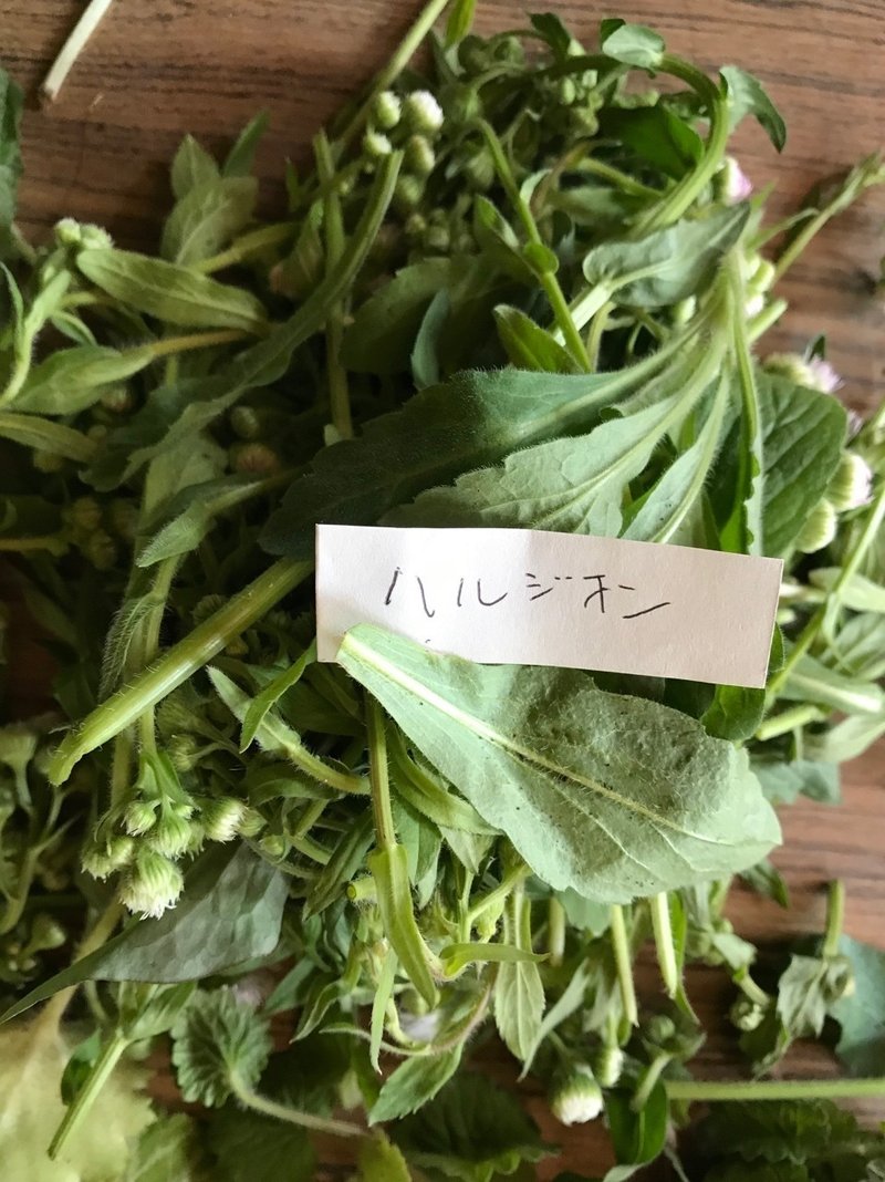 山で野草のランチを楽しみました マンボウ Note 山で野草のランチを楽しみました マンボウ Note
