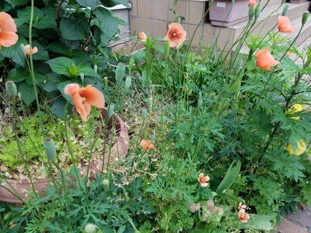 道草（4）種は乗り物に乗って ナガミヒナゲシ｜匝 meguru