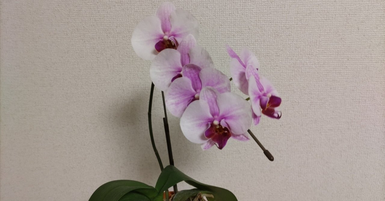 胡蝶蘭は進む｜高田朔実
