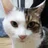 しろねこ