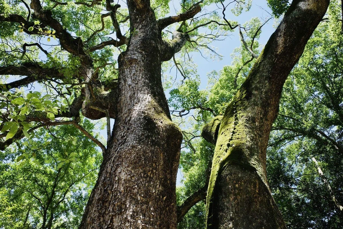 国生みの聖地とカフェごはん(2023.8 鳴門・淡路島旅行④)|sugamari