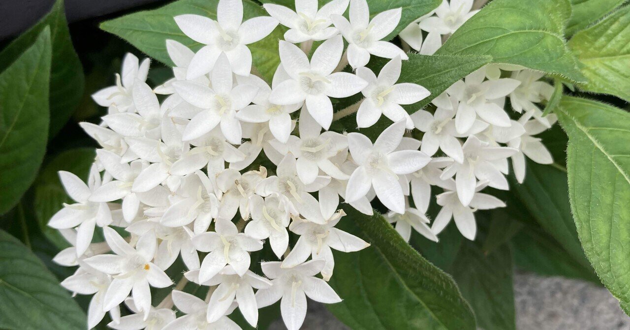 花言葉様 12月27日の誕生花一覧｜花言葉・誕生花｜HanaPrime（ハナプライム）