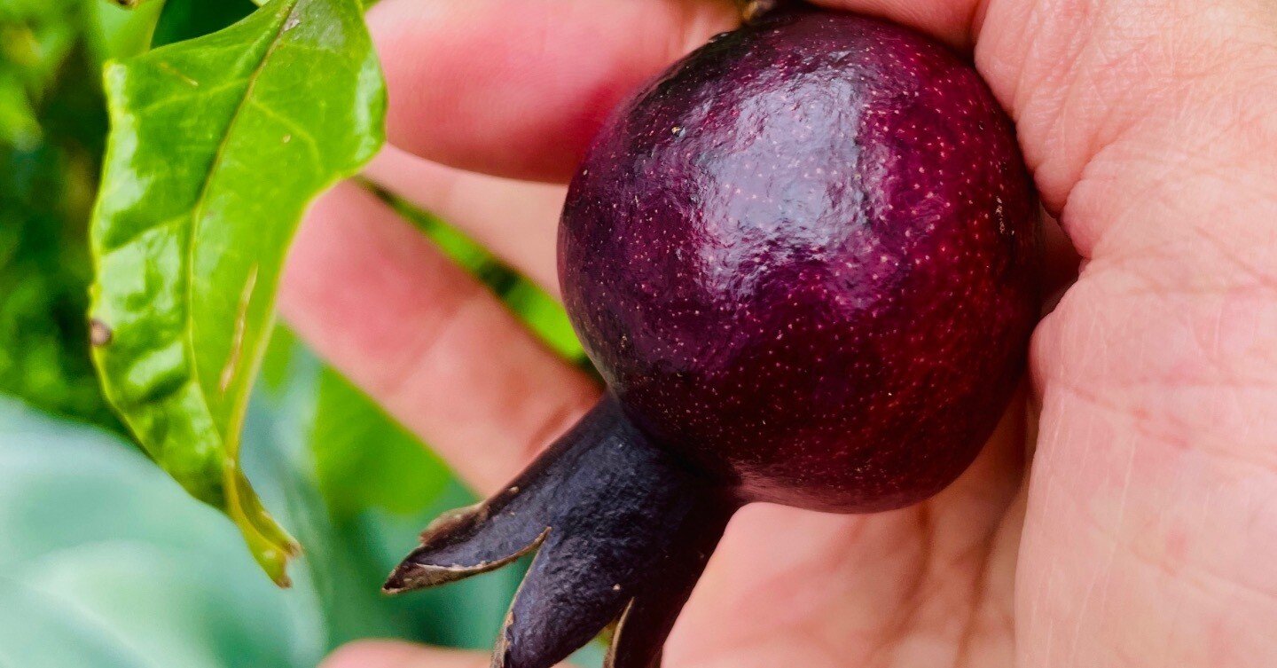 植栽家の日常】20230816 黒実の柘榴や雲竜枳殻の実｜太田敦雄 / 植栽家