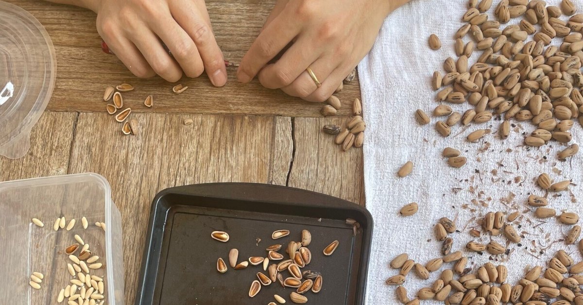 北海道十勝朝鮮五葉松殻付き松の実￼ 5キロ、その他 北海道、朝鮮五葉松 殻付き松の実 北海道、朝鮮五葉松 殻付き松の実