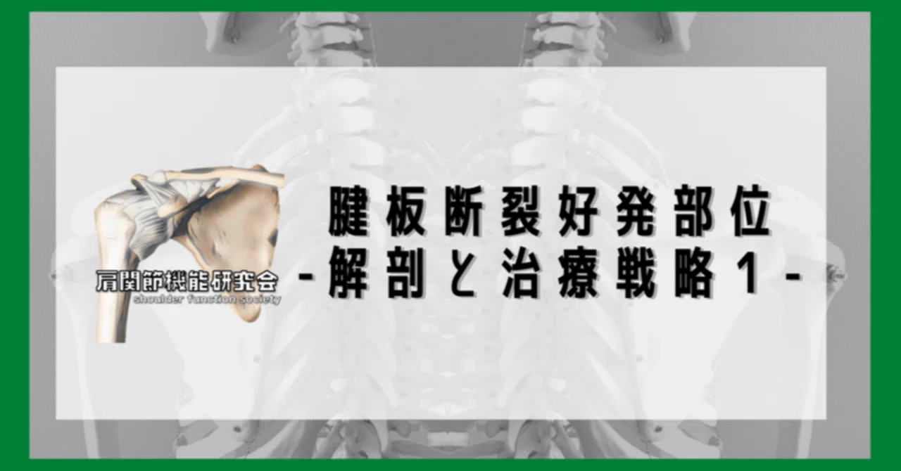定期購読版】腱板断裂好発部位の解剖と治療戦略｜肩関節機能研究会 郷間