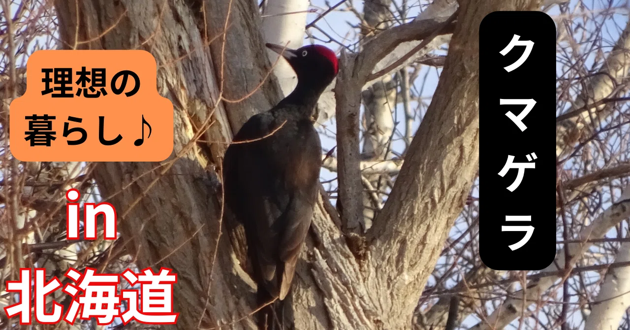 クマゲラで感じる季節🍂こういう暮らしがしたかった💛鳴き声もいいんだ