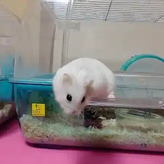 にゃんころ