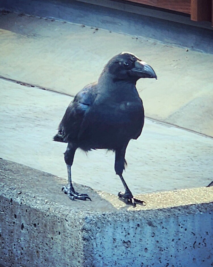 上野公園のカチョイイ仔。
さりげなくスタバのお客のおこぼれ狙い中。


#crow #カラス #love #上野公園 #佳い一日の終わり 