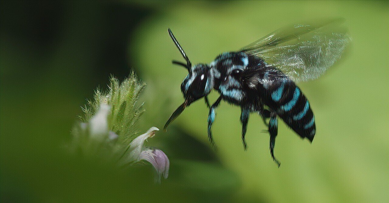 青い蜂は幸せを呼んだのだろうか｜t.koba