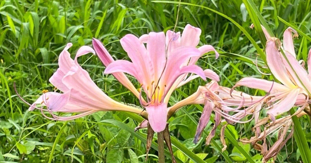 夏水仙（ナツズイセン）: 夏の魔法のような花の咲く不思議な存在｜花神