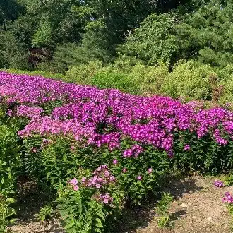 なつ