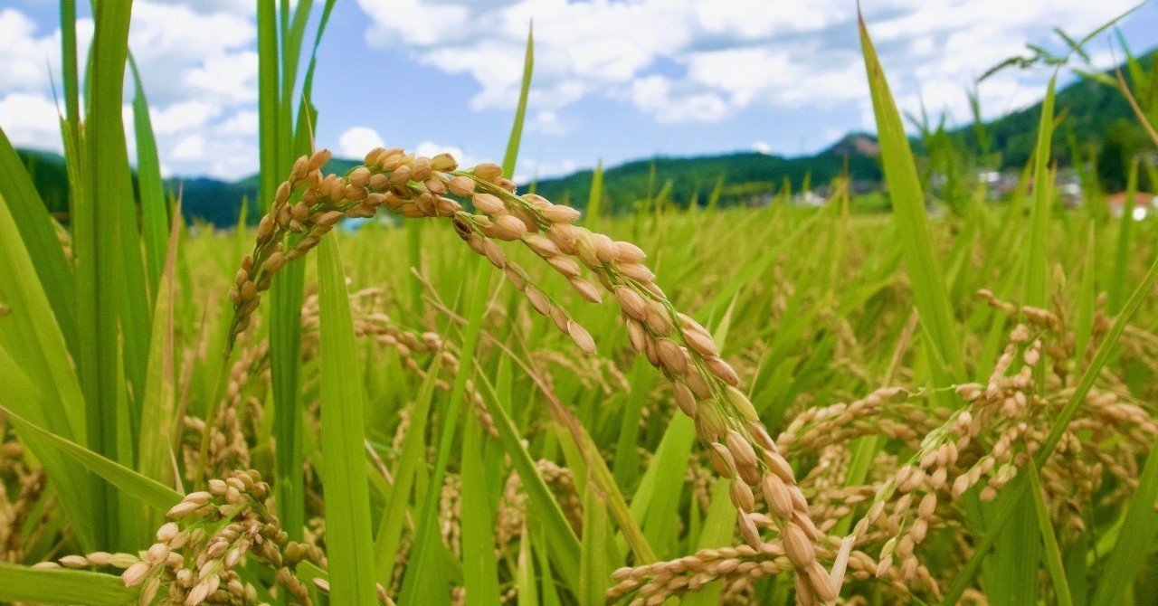 私は白米嫌いな日本人 杉本しほ Note