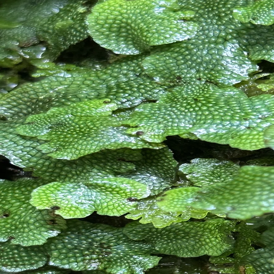 蛇苔｜EGGSEED