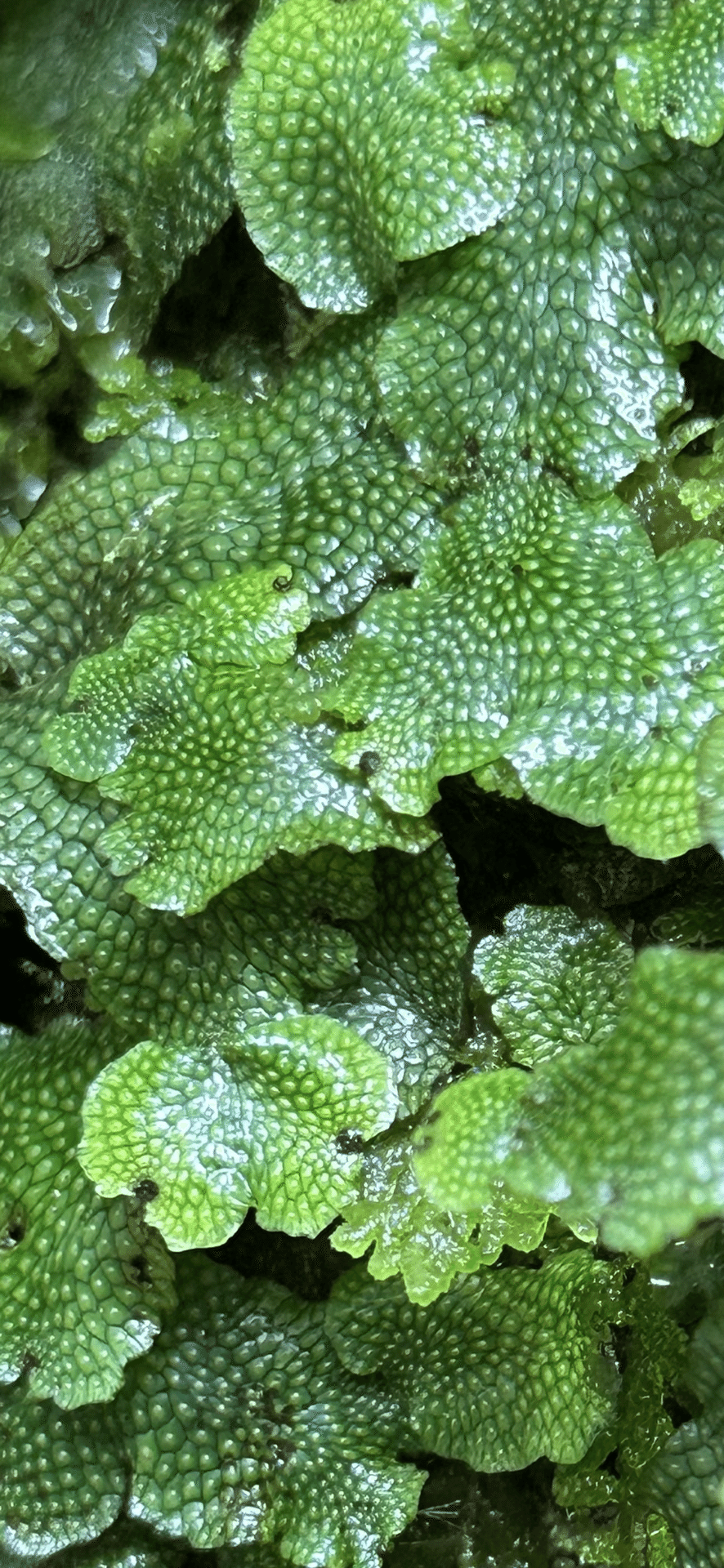 ジャゴケ(蛇苔)  　リクエスト用ページ　イモリウム　アクアリウム　観賞用天然苔 ジャゴケ(蛇苔) リクエスト用ページ イモリウム アクアリウム