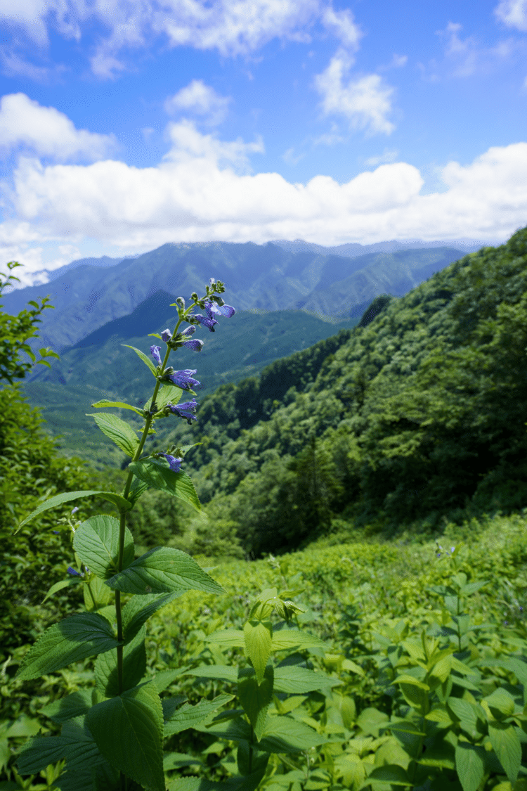 山に咲く花。人の手が入らない自然の姿に、心惹かれます。石鎚山にて。2023.07.16撮影