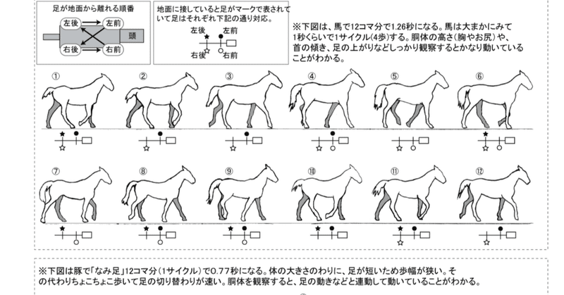 3DCGアニメーションマニュアル その11～動物の歩き～