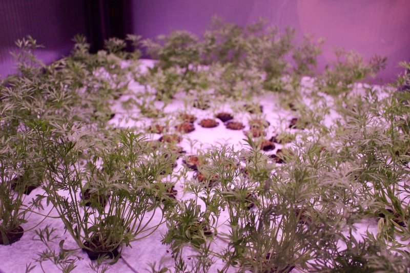 ベルリンで見た 植物工場を導入したレストラン Yuma Note ベルリンで見た 植物工場を導入したレストラン Yuma Note