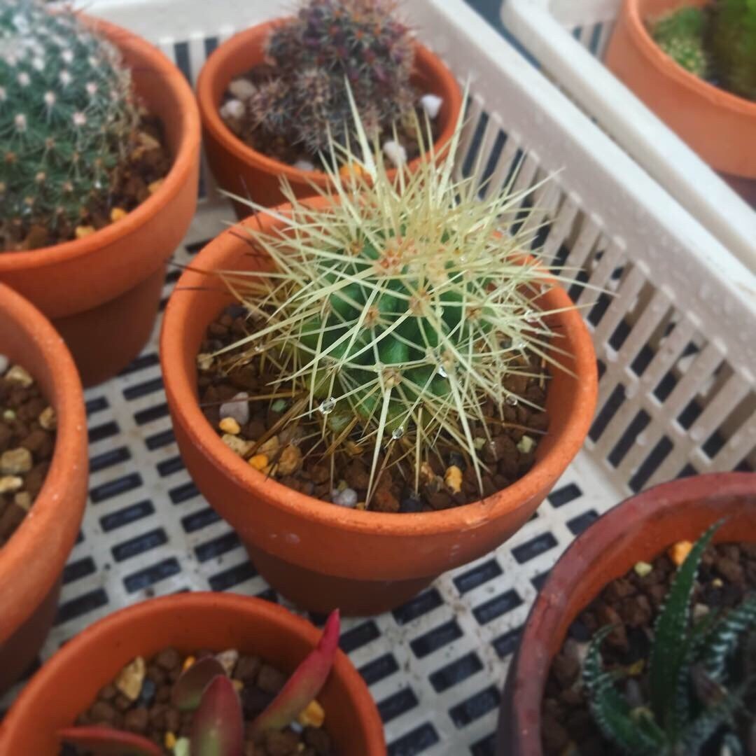 サボテンの植え替え ナナメ Note