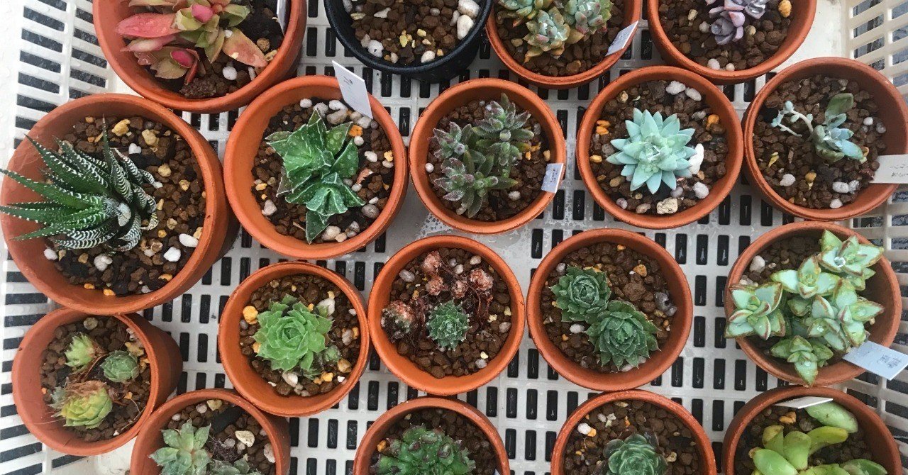 サボテンの植え替え ナナメ Note サボテンの植え替え ナナメ Note