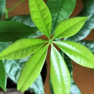 呼見