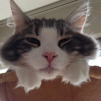 🐱藍上央理🐱