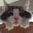 🐱藍上央理🐱