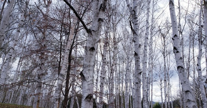 白樺の木 の新着タグ記事一覧 Note つくる つながる とどける