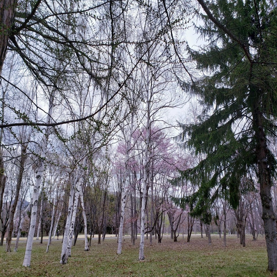 白樺の木 平成から令和へ 風花会那 Note