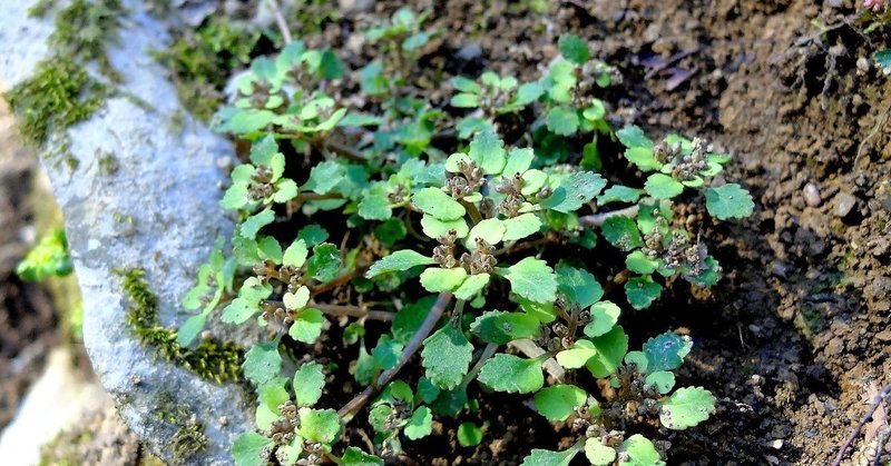 苔の森に咲くスズカボタン