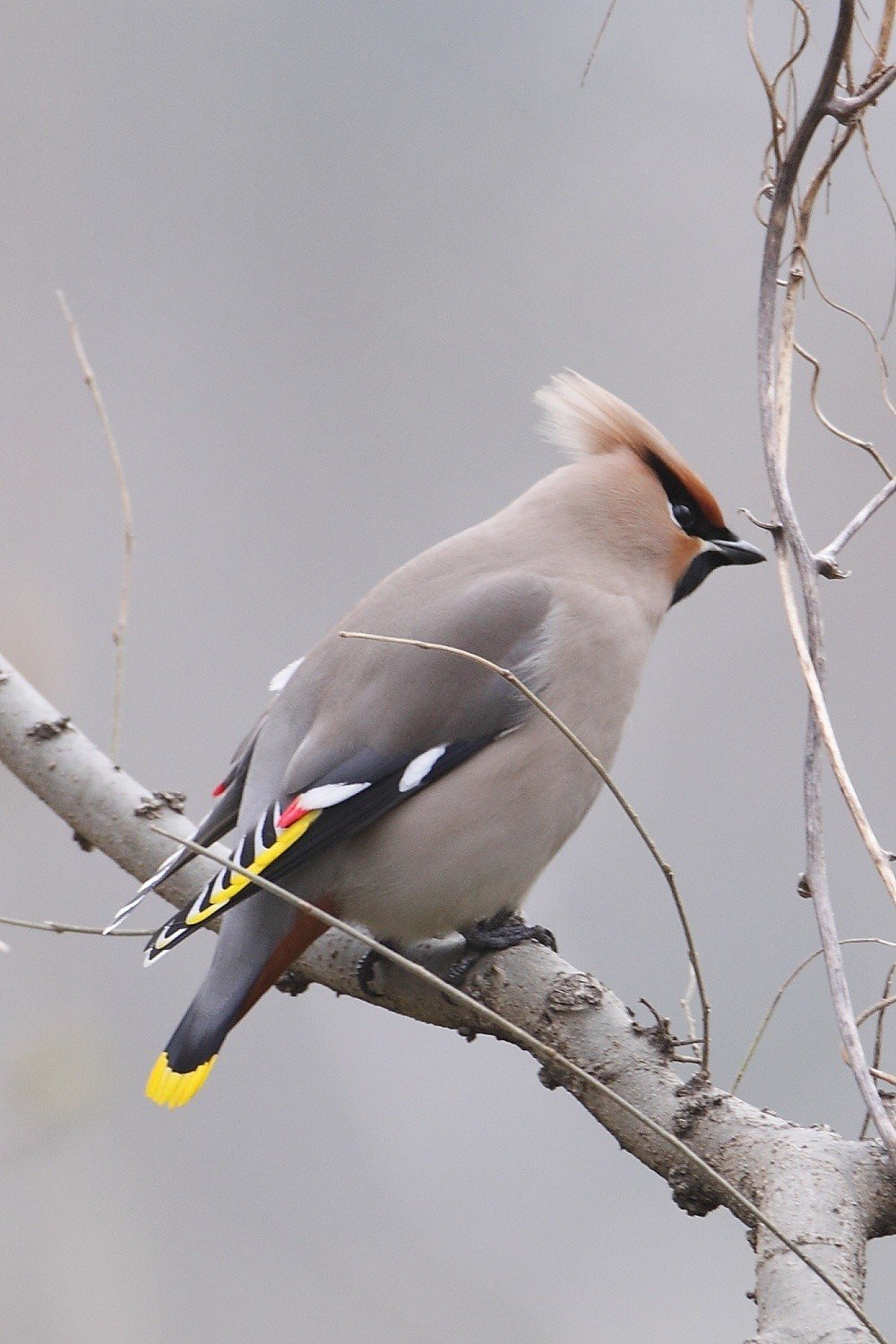 第185回 野鳥界の歌舞伎役者の雌雄は キレンジャク ヒレンジャク 翆野 大地 Note 第185回 野鳥界の歌舞伎役者の雌雄は キレンジャク ヒレンジャク 翆野 大地 Note