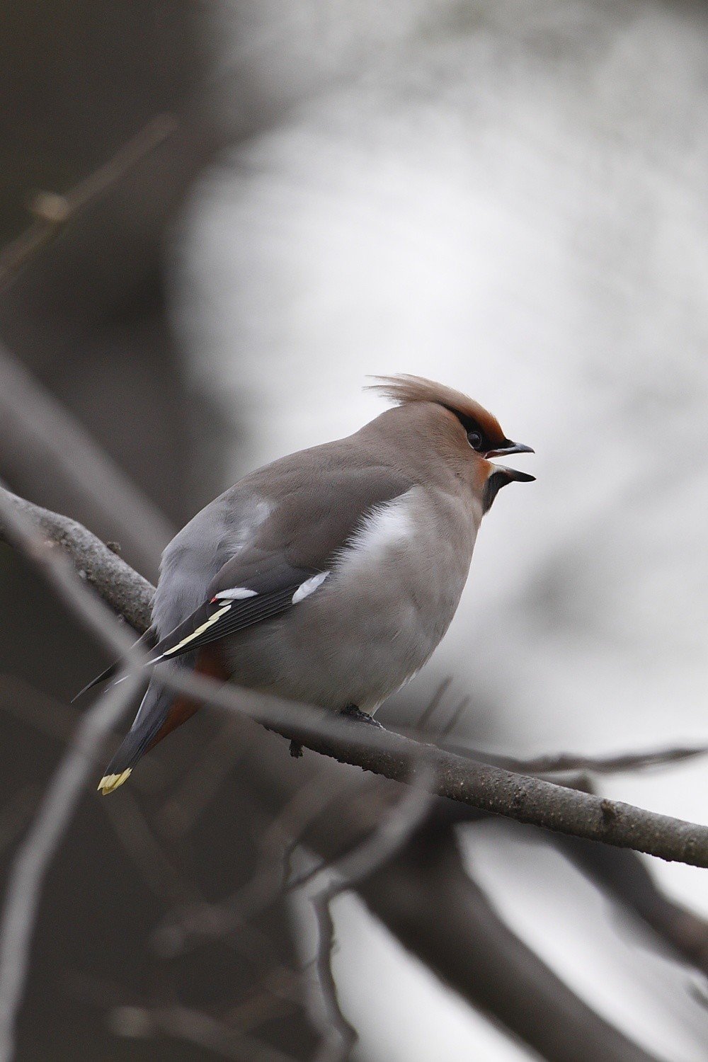 第185回 野鳥界の歌舞伎役者の雌雄は キレンジャク ヒレンジャク 翆野 大地 Note 第185回 野鳥界の歌舞伎役者の雌雄は キレンジャク ヒレンジャク 翆野 大地 Note