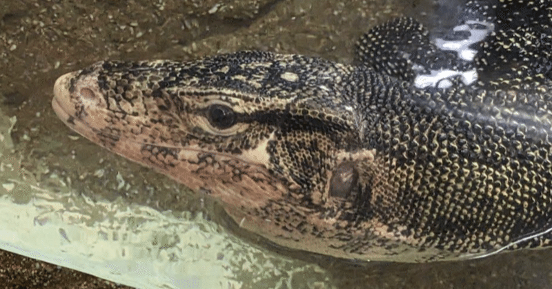 ミズオオトカゲが大サービスしてくれました。　数年ぶりの東山動植物園　番外編