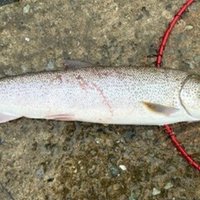 アキアジ(サケ)ウキルアー釣りおすすめロッド20選!!ライト アキアジ(サケ)ウキルアー釣りおすすめロッド20選!!ライト