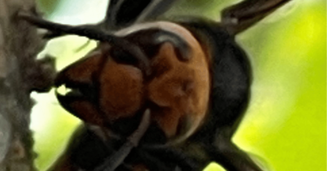 ホラーシリーズ 『雀蜂襲撃！』｜EGGSEED