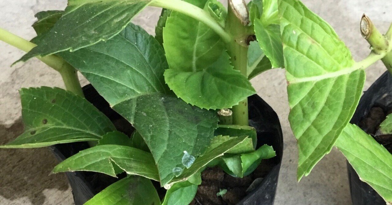 紫陽花の挿し芽｜Chappy