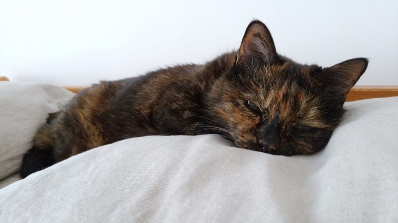 腎不全の猫と長く生きるために 4 宮子あずさ 看護師 著述業 Note 腎不全の猫と長く生きるために 4 宮子あずさ 看護師 著述業 Note