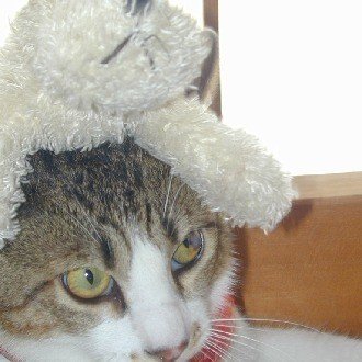 自分からするとやくしまるえつこに容姿と声がそっくりな螢はやくしまるえつこより2歳ほど年上か ハニーむ Note