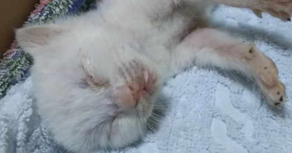 死骸を片付けるのが嫌で子猫を拾った僕が 猫至上主義者になるまでの話 渥美 勉 Note