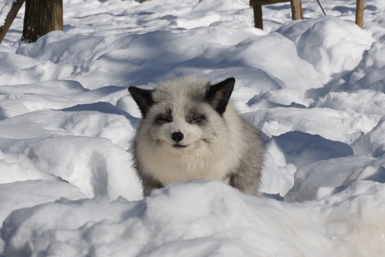 キツネ好きの聖地 宮城県の蔵王キツネ村でキツネまみれ こんたぬ Note