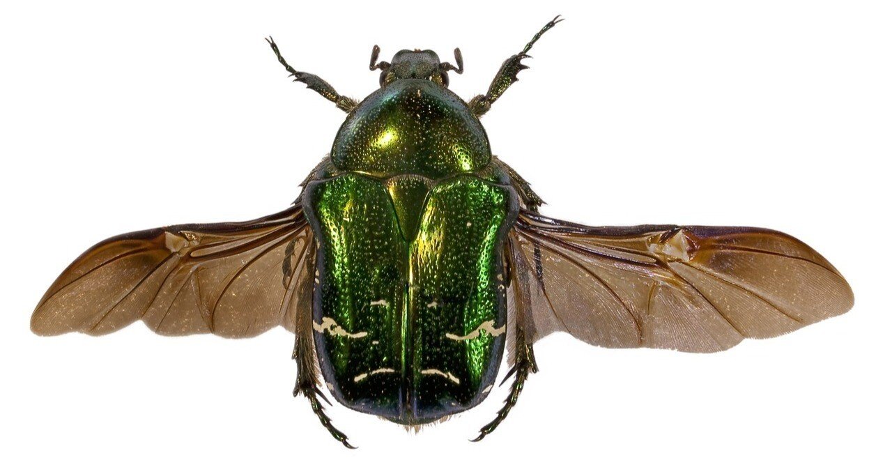 かなふん CAINZ-DASH】KNIPEX社 ウォーターポンププライヤー アリゲーター