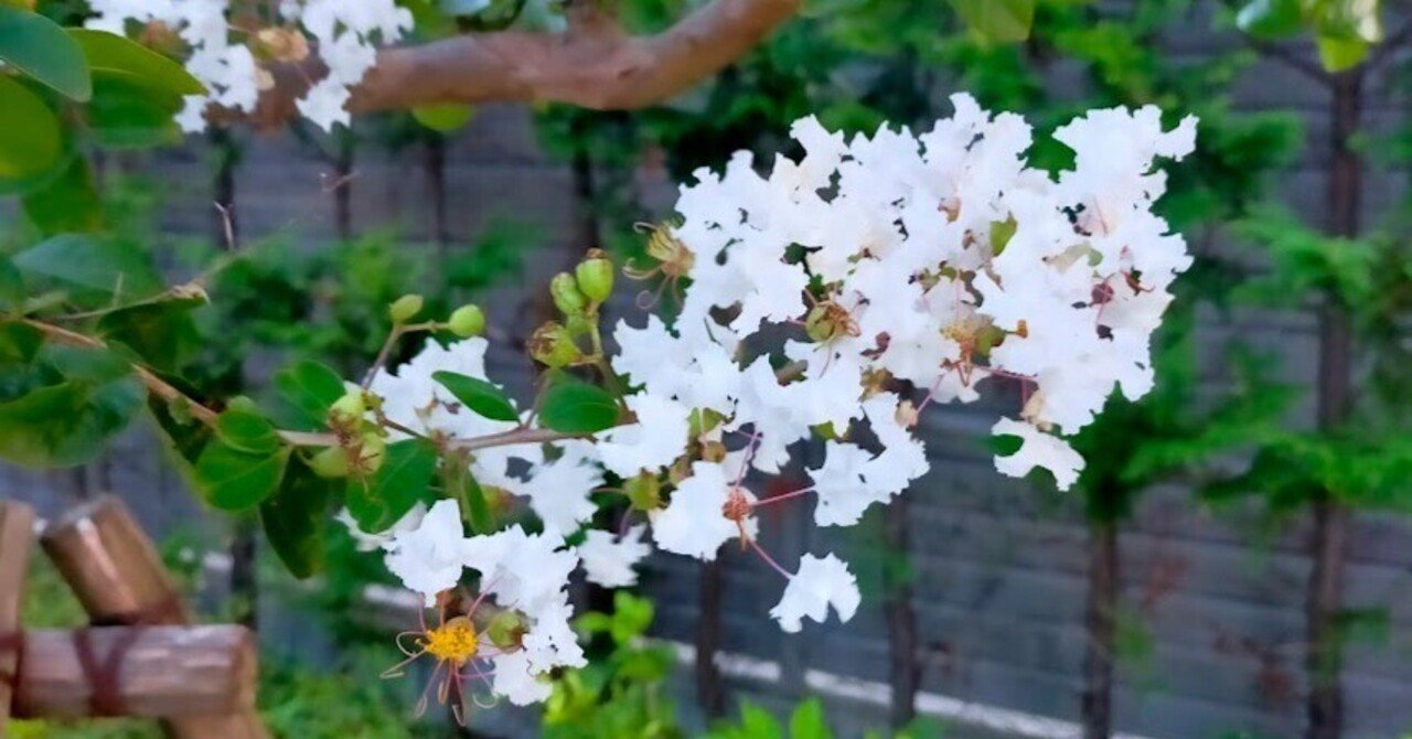 【中古】 彼岸桜 歌集/花神社/伊藤みどり（短歌） hq720.jpg?sqp=-