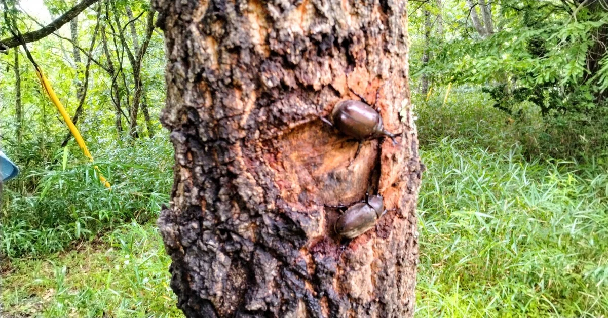 I caught a rhinoceros beetle! (2023.08.19)｜yamane