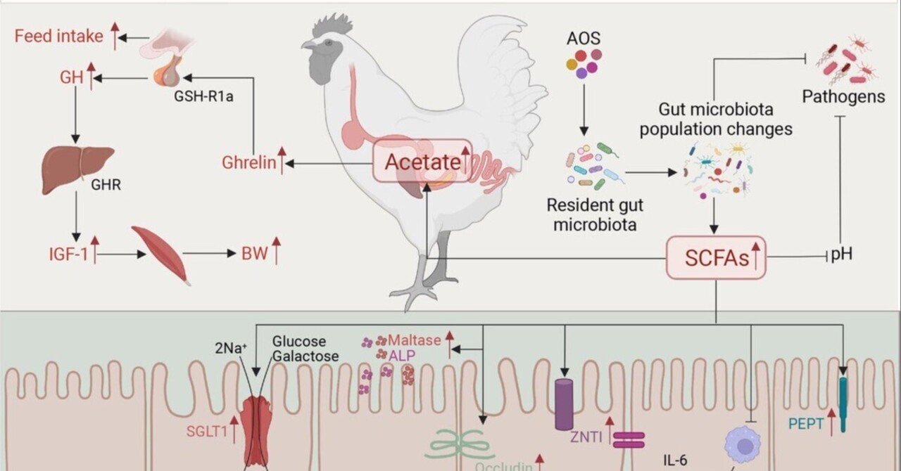 酵素的に調製したアルギン酸オリゴ糖は腸内細菌叢と成長ホルモン