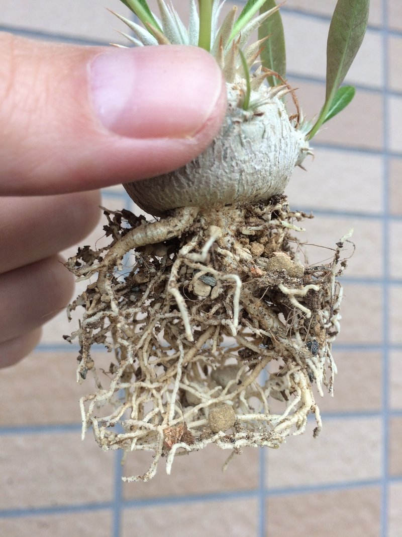失敗しないパキポディウム の発芽のコツ Tomohito Note 失敗しないパキポディウム の発芽のコツ Tomohito Note