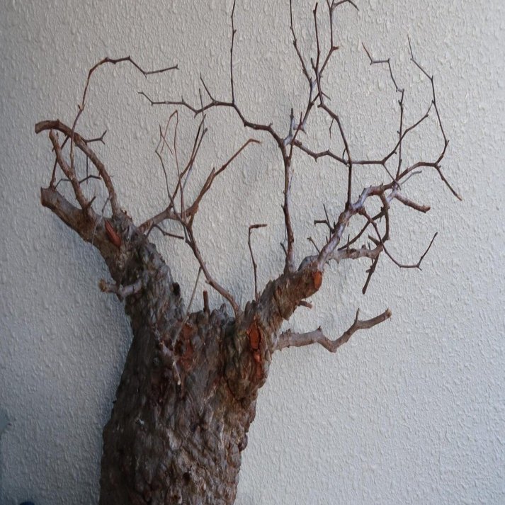 土耕】ヤフオク パキプスの発根管理｜植物星人NobPlants