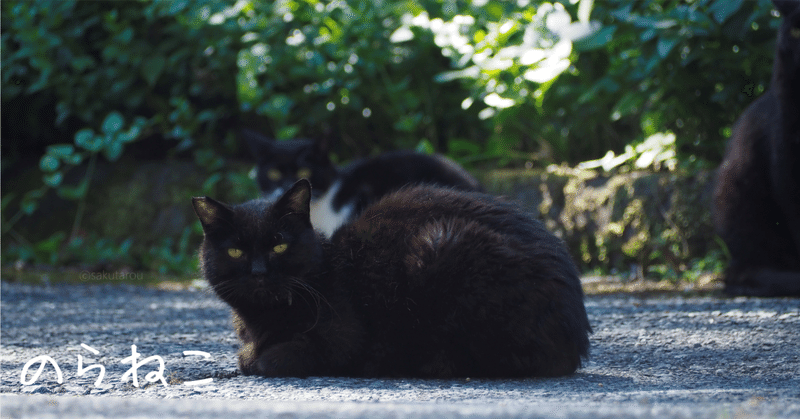 のらねこ