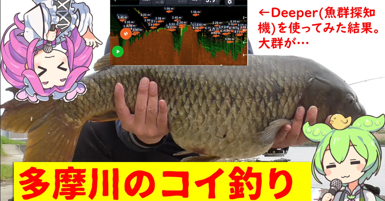 多摩川下流】ずんだもんと行く！汽水域のコイ釣り Deeper（魚群探知機