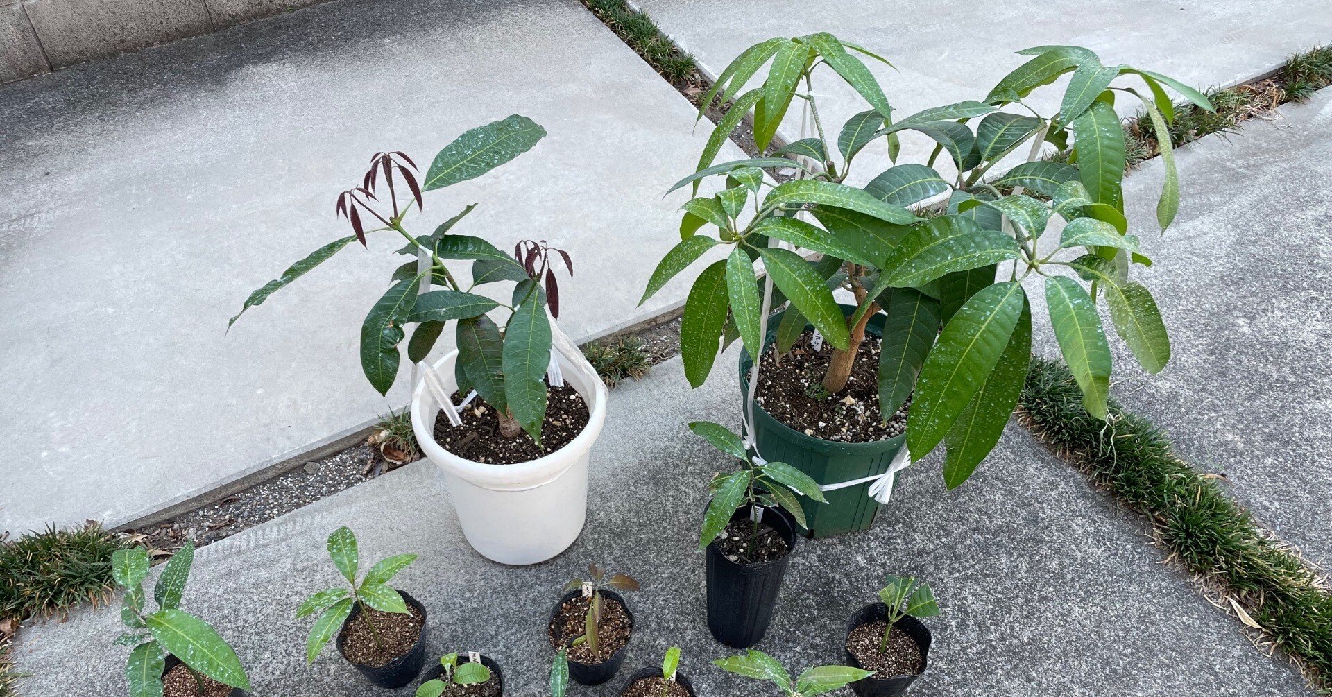 きなこ 様用20.ヤマシタマンゴー苗　耐寒性 18ヤマシタマンゴー 耐寒性 18ヤマシタマンゴー 耐寒性 18ヤマシタ