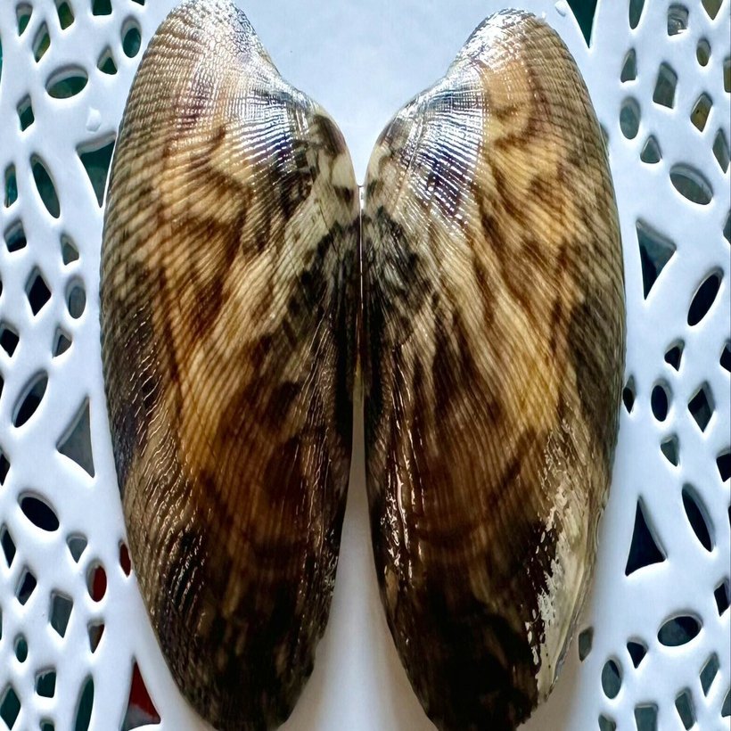 あさりの値段｜あさりの魅力研究家/朝理多サリア