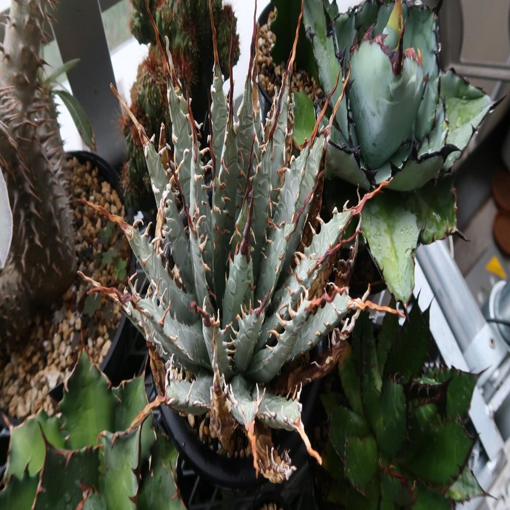 アガベ ユタエンシスエボリスピナの発根管理～成長記録｜植物